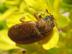 Byturus ochraceus