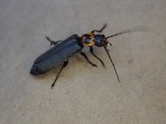 Cyrtomoptera divisa