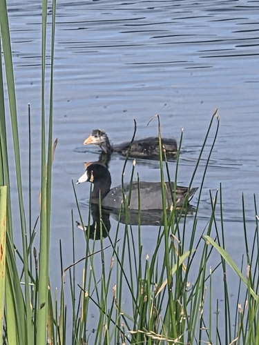 American Coot