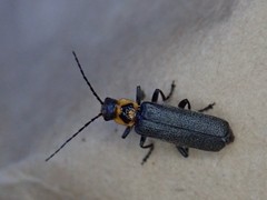 Cyrtomoptera divisa