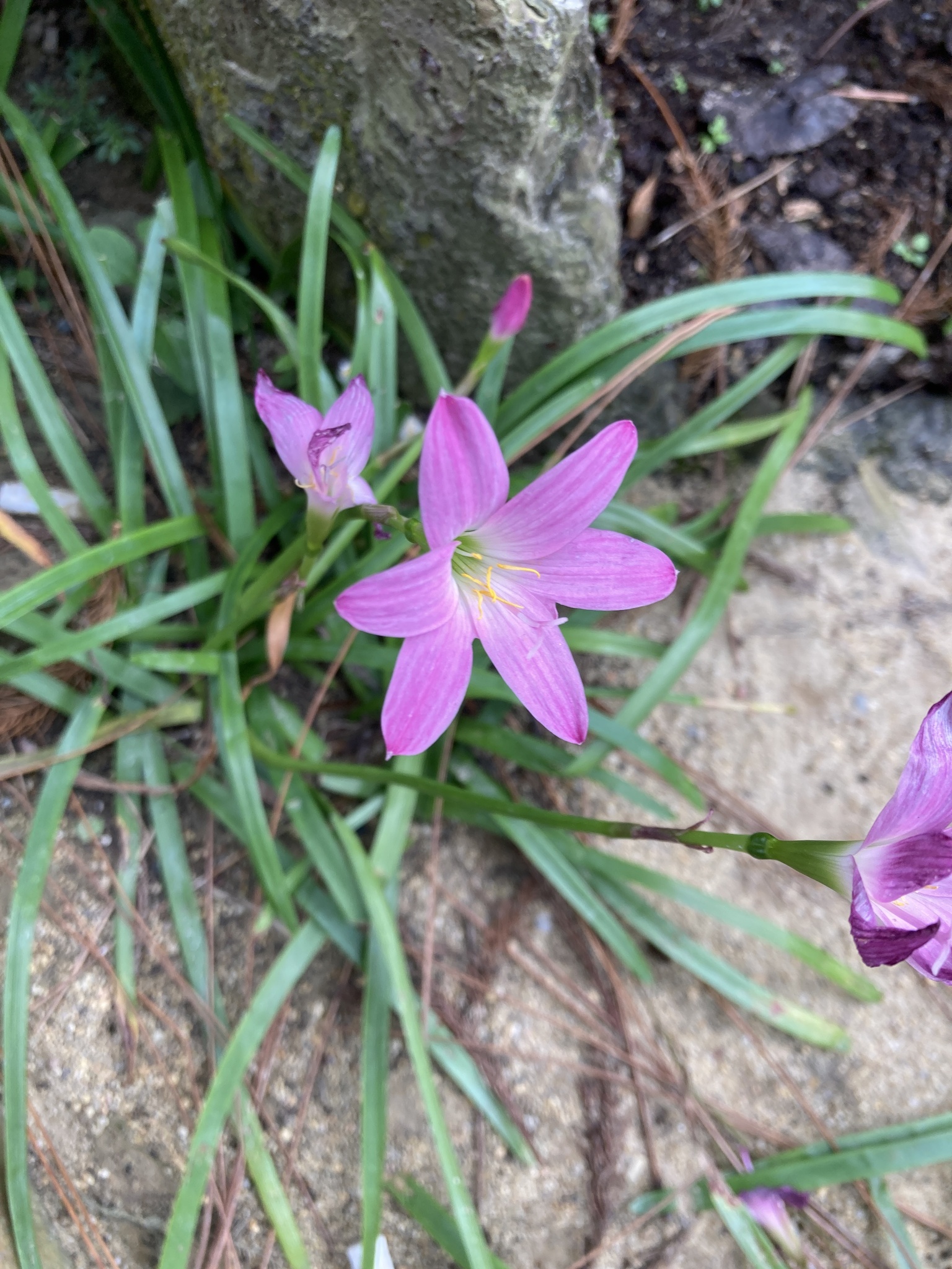 Zephyranthes carinata — ảnh 2