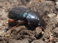 Ophonus azureus