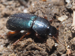 Ophonus azureus