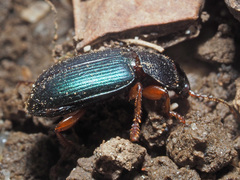 Ophonus azureus