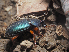 Ophonus azureus