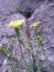 Takhtajaniantha crispa