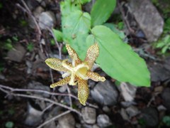 Tricyrtis latifolia, photograph (c) Junichi　Mandai, some rights reserved (CC BY)