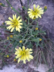 Takhtajaniantha crispa