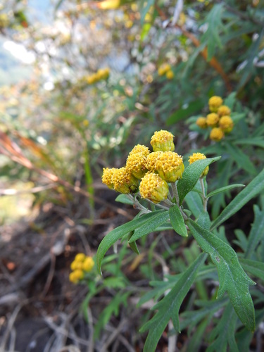 Ajania rupestris, photograph 3