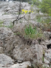 Takhtajaniantha crispa