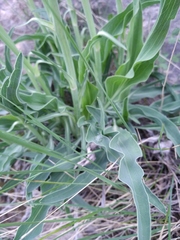 Takhtajaniantha crispa