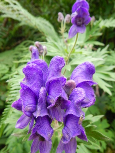 Aconitum senanense iNat (2)