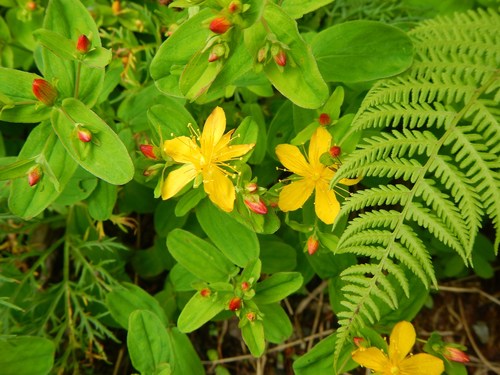 Hypericum senanense (Hypericum senanense)