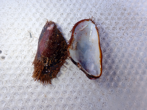 Modiolus capax, 2026-08-09