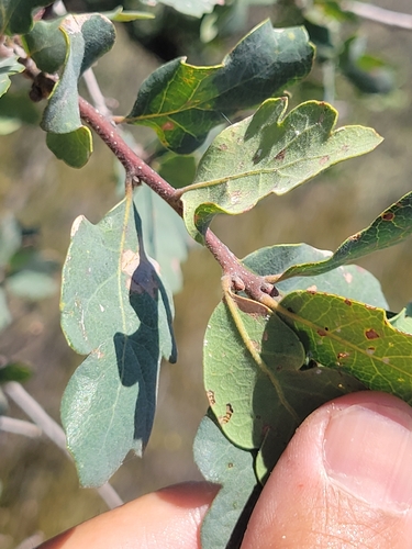 iNaturalist observation photo of Dumosae