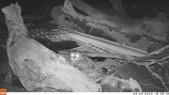 Ninox boobook boobook