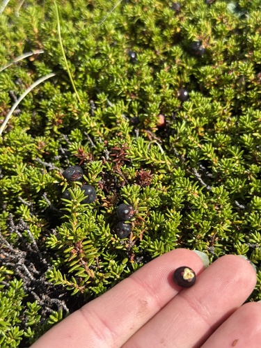 black crowberry