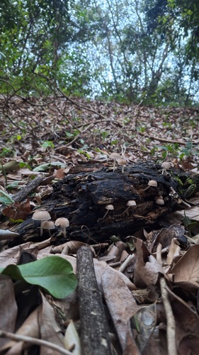 Pleated Pluteus