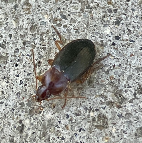 iNaturalist observation photo of Calathus