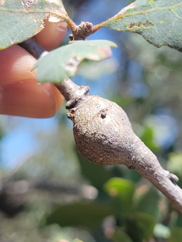 iNaturalist observation photo of Irregular Spindle Gall Wasp