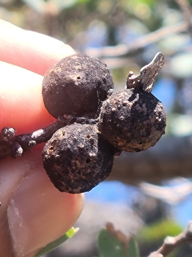 iNaturalist observation photo of Dried Peach Gall Wasp