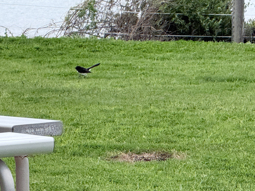 Willie Wagtail