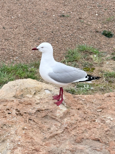 Silver Gull