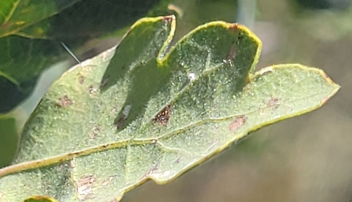 iNaturalist observation photo of Microstroma album