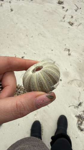 Ovoid sea urchin