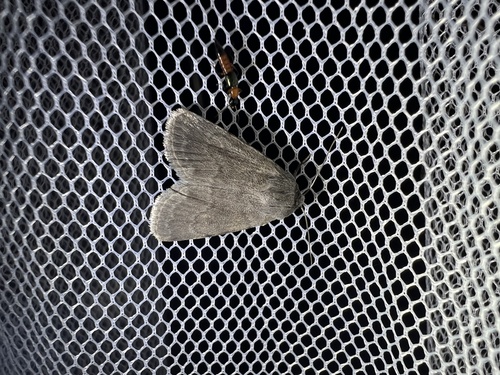 Caradrina gilva