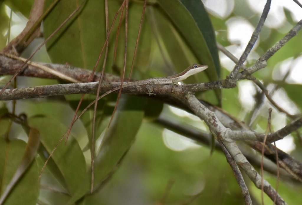 Pineland Bush Anole