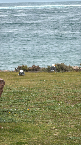 Pacific Gull