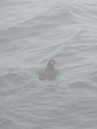 Parakeet Auklet (Aethia psittacula), photo 4