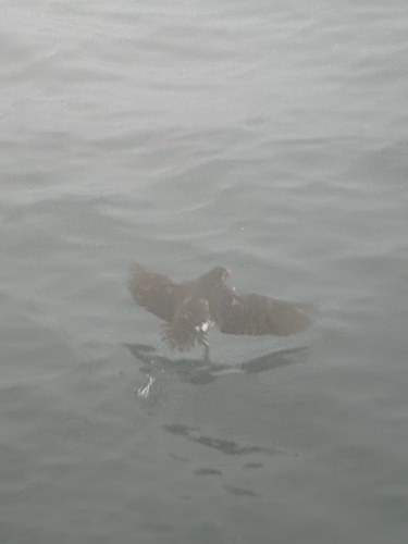 Parakeet Auklet (Aethia psittacula), photo 5