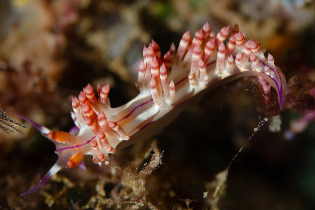 Coryphellina iurmanovi