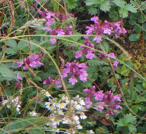 Euphrasia matsumurae iNat (1)