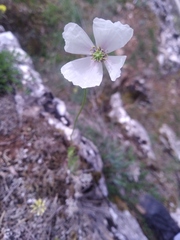 Papaver albiflorum