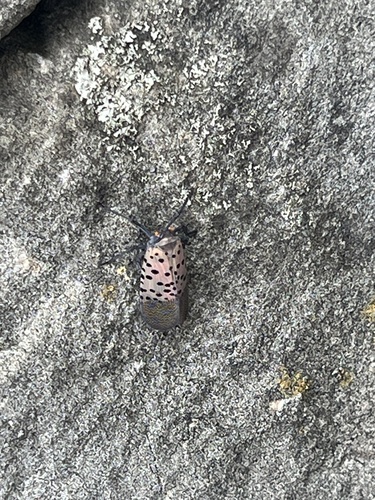 Spotted Lanternfly