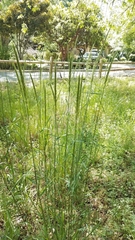 Elymus glaucus glaucus