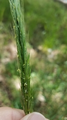 Elymus glaucus glaucus