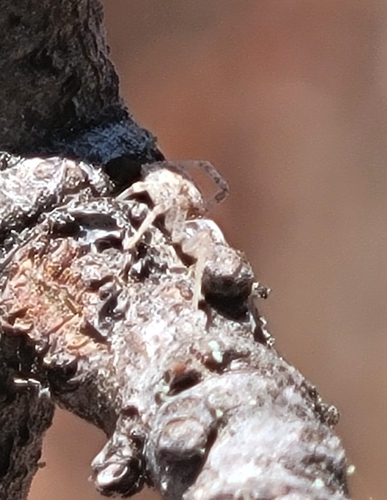 iNaturalist observation photo of Spiders