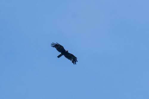 Black Eagle