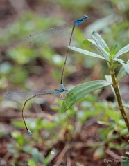 Archibasis oscillans