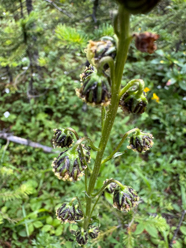 Artemisia norvegica, photograph 5