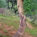 Acacia oliveri