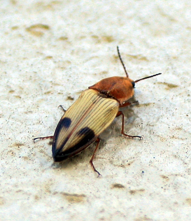 Stropenron hamata