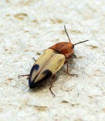 Stropenron hamata