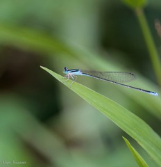 Aciagrion occidentale