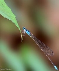 Archibasis oscillans