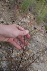 Cordylanthus rigidus